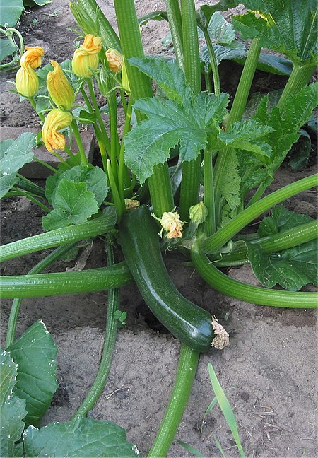 Tập_tin:Courgette_plant_'Diamant'.jpg