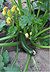 Courgette plant 'Diamant'.jpg