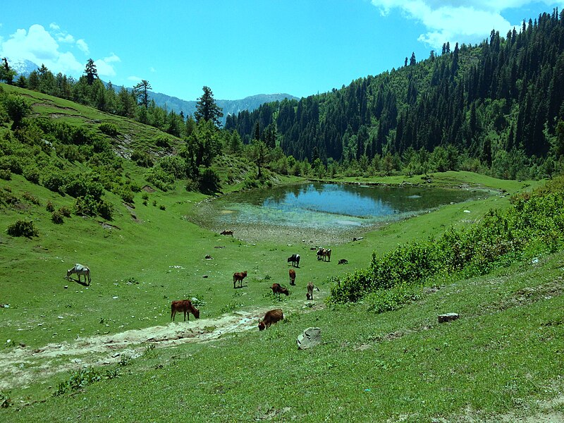 File:Cows grazing at Siri Lake.jpg