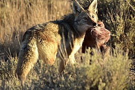 Yaxol (Canis latrans)