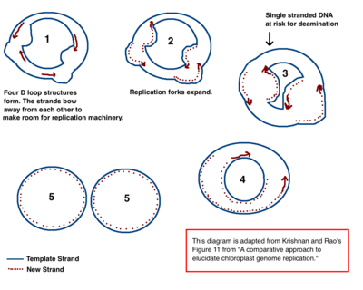 Chloroplast-DNA replicatie verloopt volgens het gezaghebbend model via een dubbel D-loop mechanisme.