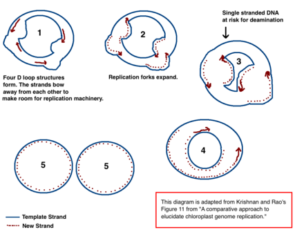 Chloroplast Dna