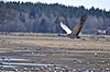 Crane-järvi Hornborga.jpg