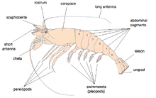 La Caridea Comúnmente Conocida Como Camarón Carideño Es Una Infraestructura  De Camarones Dentro Del Orden Decapoda. Indonesia 28 D Imagen de archivo -  Imagen de cocina, animal: 211844607