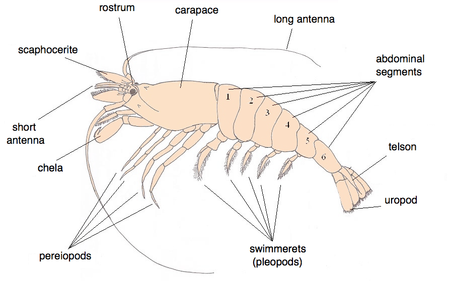 Tập_tin:Crangon_crangon.png