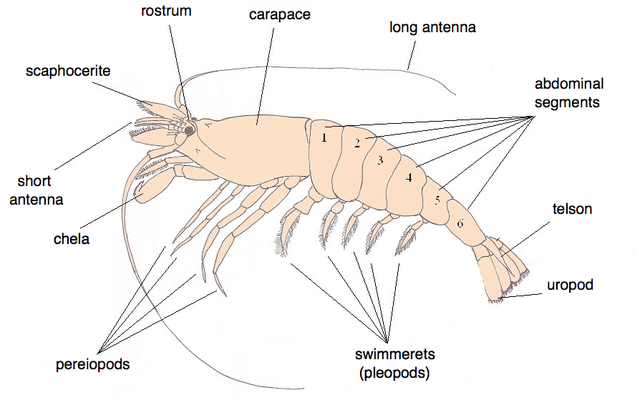 Whiteleg shrimp - Wikipedia