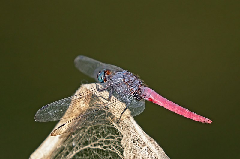 File:Crimson-tailed marsh hawk (Orthetrum pruinosum neglectum) male Nepal.jpg