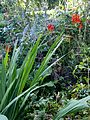 Crocosmia 'Lucifer'