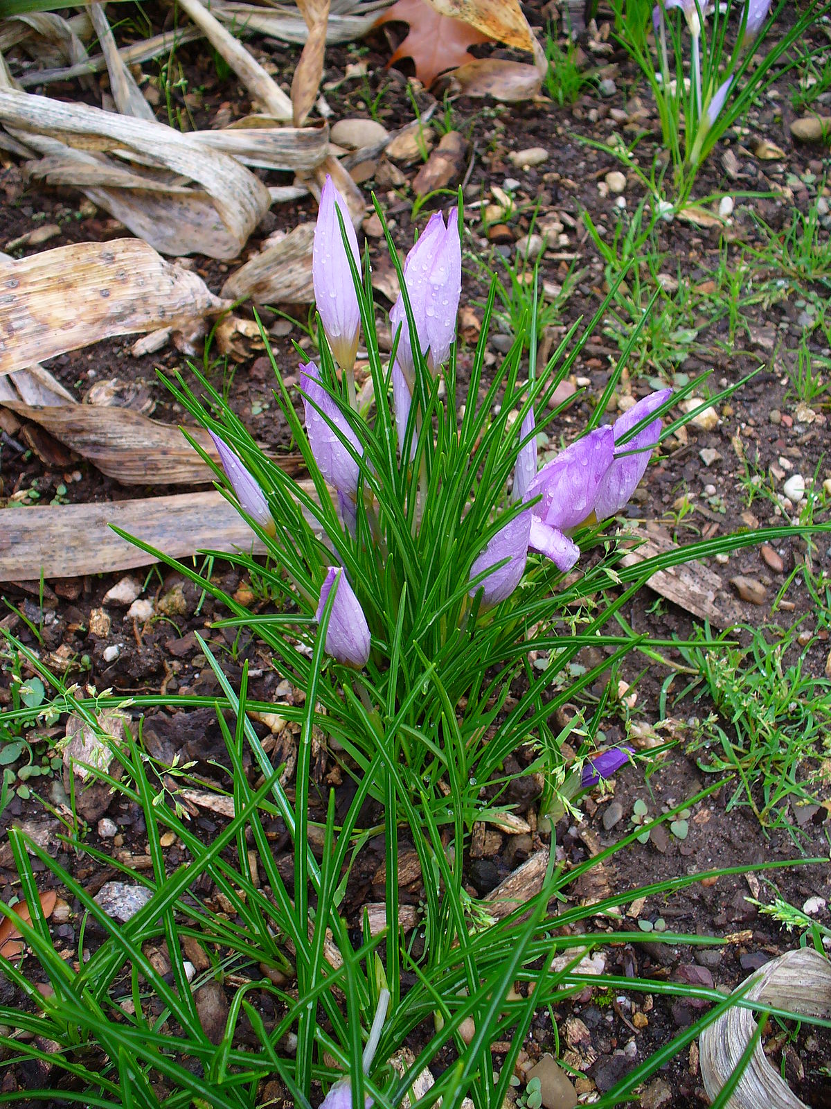 File Crocus Sativus 001 Jpg Wikimedia Commons