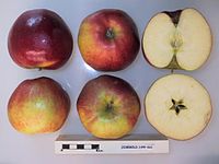 Cross section of Josegold, National Fruit Collection (acc. 1999-063) .jpg