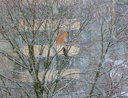 Crow in snow