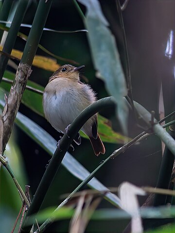 Cryptic flycatcher