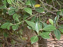 Cryptocarya foveolata - משאיר. JPG