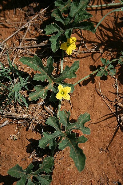 File:Cucumis zeyheri 3.jpg