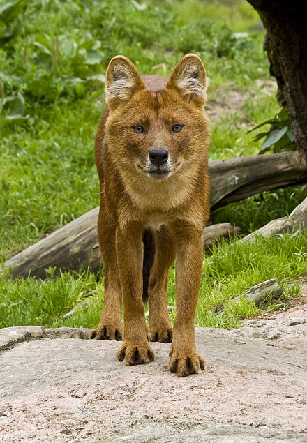 Красный волк где. Красный горный волк. Cuon Alpinus Alpinus. Ягуар красный волк. Моголлонский горный волк.