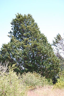 Cupressus guadalupensis.JPG