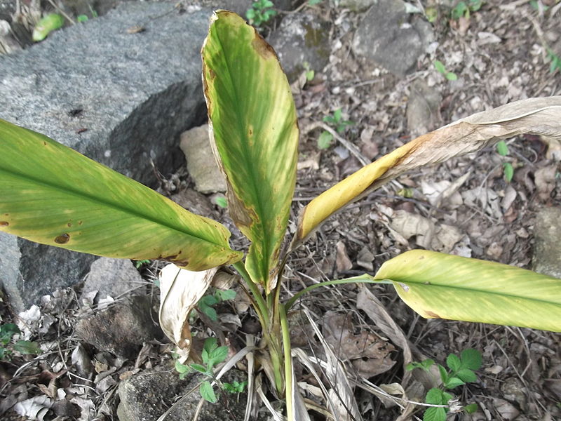 File:Curcuma longa-yercaud-salem-India.JPG