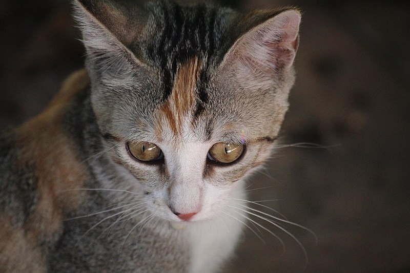 File:Cute cat in Marina di Pietrasanta 2.jpg