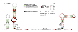 <span class="mw-page-title-main">Cyano-2 RNA motif</span>