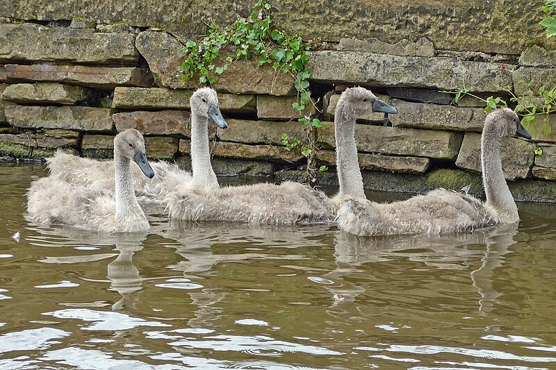 File:Cygnets (27889847161).jpg