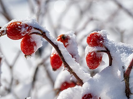 Rose hips under the snow