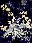 Cyrtopodium andersonii - infl 2. jpg