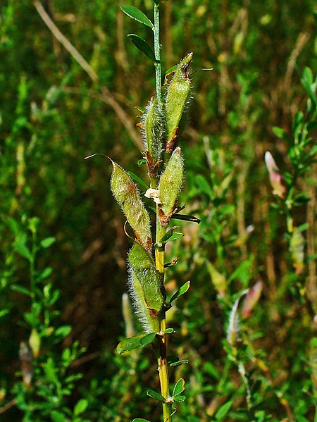 File:Cytisus decumbens 003.JPG