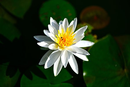 D85 3887 Lotus at National Park, Thailand Photographed by Trisorn Triboon