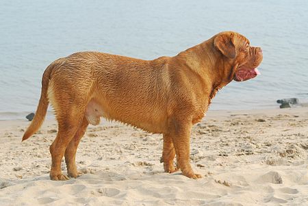 Dogue_Bordeaux