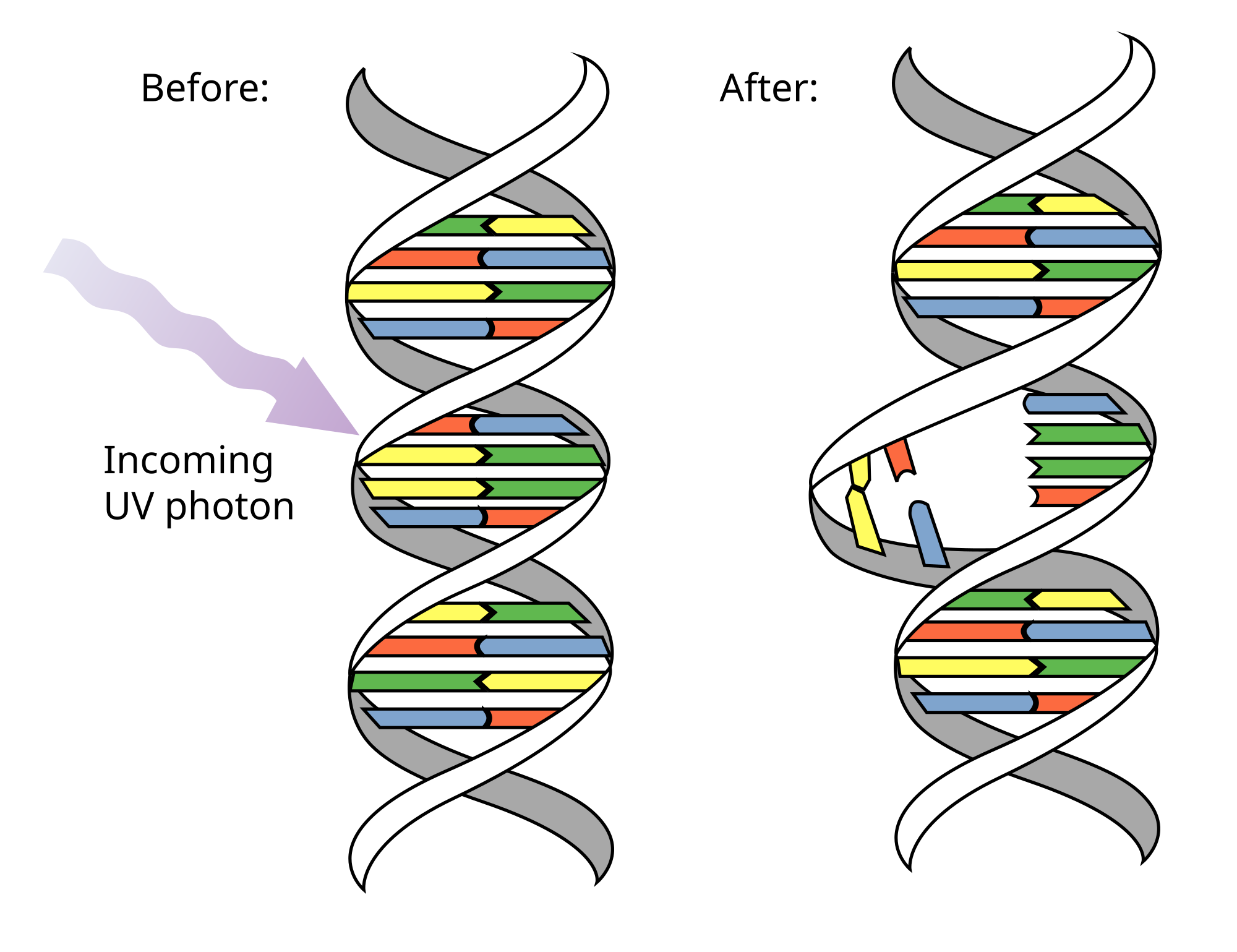 BBQ4b-What effect does radiation have on cells? [Timeline ...