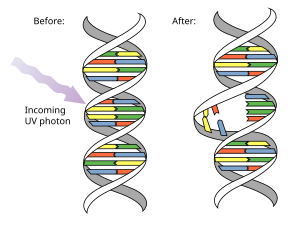 Pirimidin dimerini keltirib chiqaradigan ultrabinafsha nurlar diagrammasi