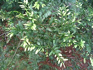 Dacrycarpus imbricatus, Malaisie