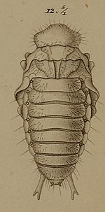 Наблюдения за de metamorphosi eleutheratorum (Табл. XXI) (8244661800) (Рис. 12) .jpg