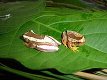 Dendropsophus elegans01.jpg