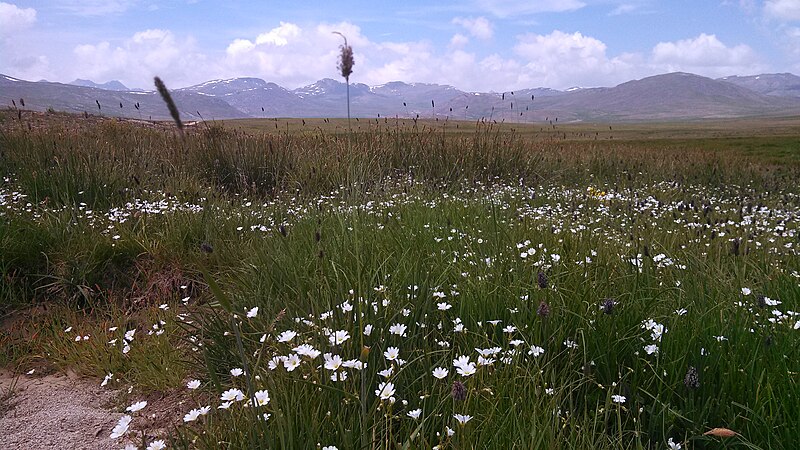 File:Deosai National Park....1.jpg