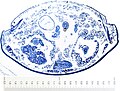 Männliche Pheromondrüse. Histologischer Querschnitt durch das 4. Abdominalsegment eines Männchens. a: Pheromondrüse, b: Längsmuskulatur, c: Testes, d: Darm und e: Quermuskulatur