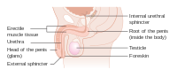 Diagram showing the parts of the penis CRUK 333.svg