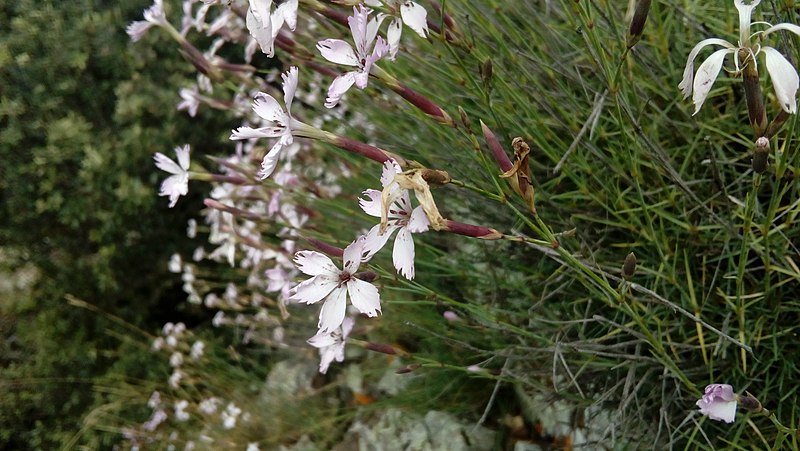 File:Dianthus pyrenaicus subsp. attenuatus, Osor 02.jpg