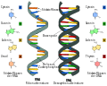RNA / DNA