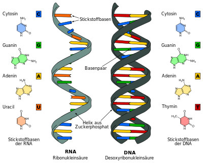 Difference DNA RNA-DE