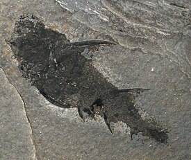 Ископаемые остатки Diplacanthus striatus