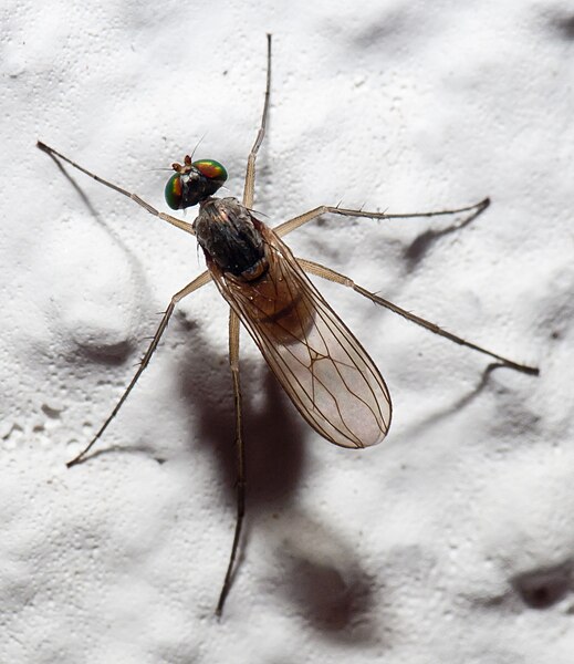 File:Diptera en Galiza.jpg