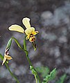 Diuris oraria