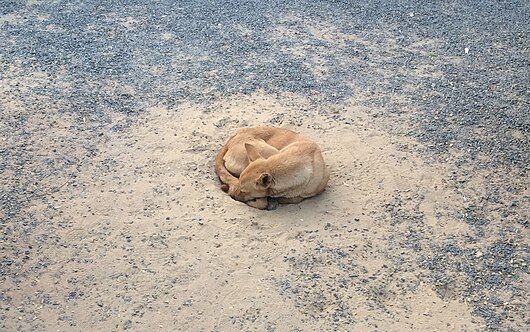 dog resting on the ground