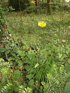 Description de l'image Doronicum plantagineum RHu 05.JPG.