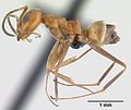 Thumbnail for Dorymyrmex biconis