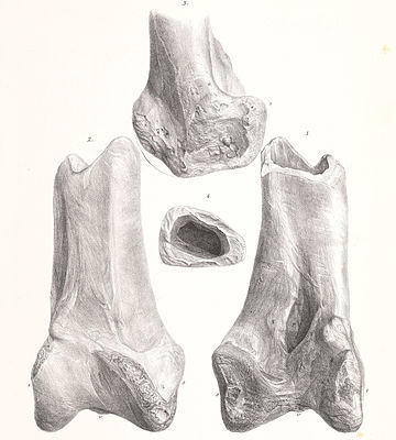 Dromornis australis