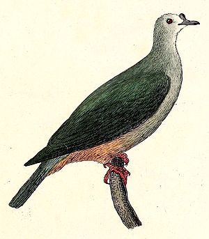 Caroline fruit pigeon, illustration from 1832