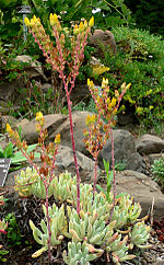 Miniatura para Dudleya caespitosa