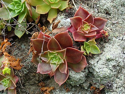 Dudleya stolonifera